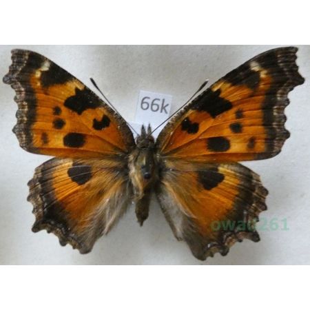 Nymphalis xanthomelas (Esper, 1781) Rusałka drzewoszek Slovakia66k